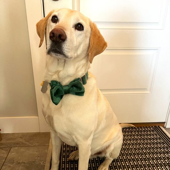 Meet your Posher, Lindsey - Picture 1 of 1